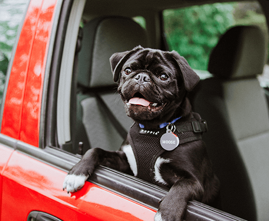 International Health Certificates